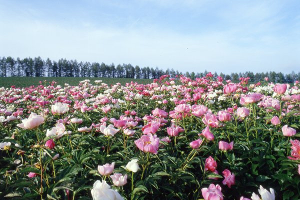 Peony field at Furano Japan Luxe Travel