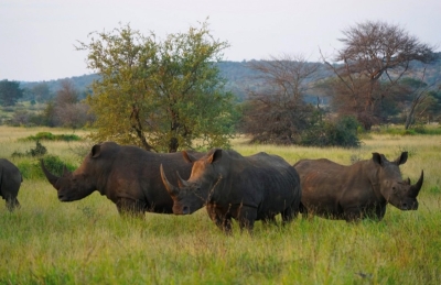 Wild Vacation：南非动物天堂酒店推介，享受野生百态的最佳角度 | 经济通 ET Net 财经生活网
