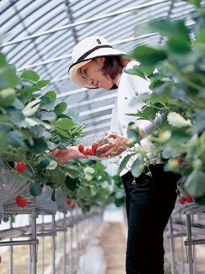 Strawberry Picking in Kyushu Japan luxe travel