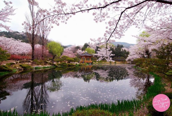 Cherry Blossom in Korea luxury travel