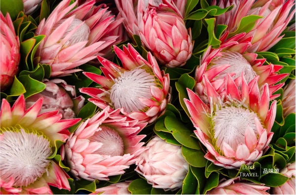 Summer Only! Witness 2,500-acre Flower Sea, Sea Safari & Tour to Wineries in Cape Town 
