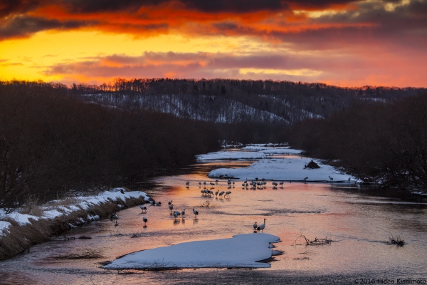 Private Tour, Japan, Hokkaido, Luxury Travel, Winter, Drift Ice, Cranes, Foxes