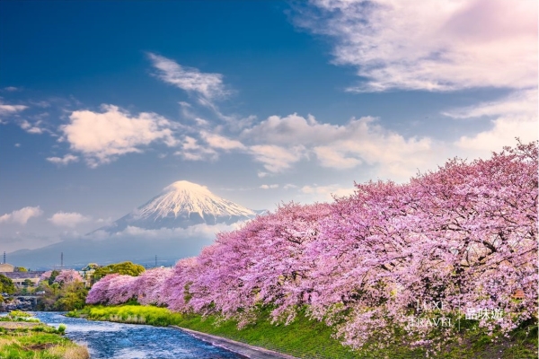 關東, 日本, 櫻花,富士山, 箱根, 修善寺, 熱海, 下田, 河津,私人包團,品味遊 