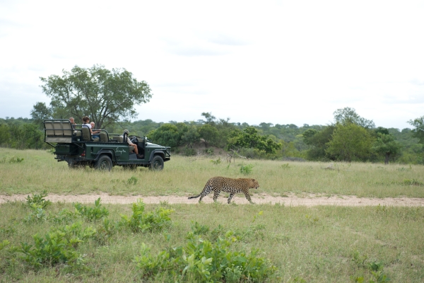 Singita Boulders Lodge, South Africa, Sabi Sand, game reserve, game drive