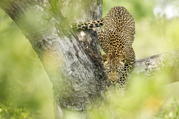 Singita Boulders Lodge, South Africa, Sabi Sand, game reserve, game drive