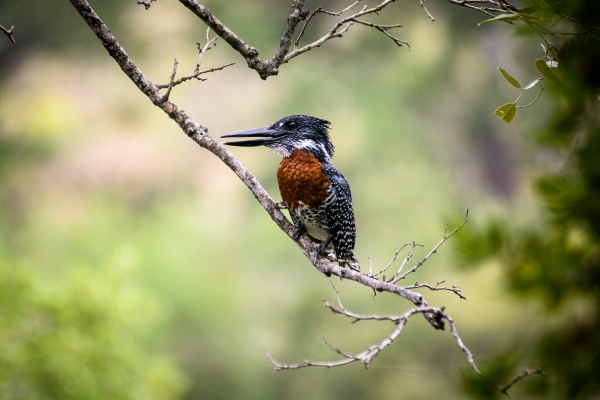 Singita Sweni Lodge | Singita | South Africa Travel