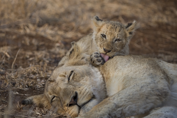 Singita Sweni Lodge | Singita | South Africa Travel  南非克魯格國家公園