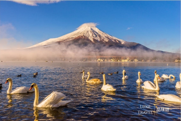 關東, 日本, 櫻花,富士山, 箱根, 修善寺, 熱海, 下田, 河津,私人包團,品味遊 