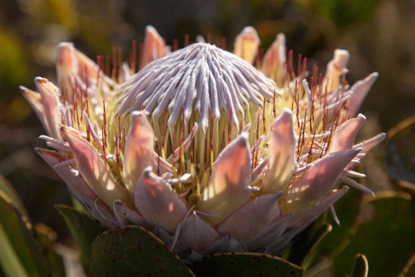 South Africa, Grootbos Private Nature Reserve, Belmond Mount Nelson Hotel, wildlife, Cape Town