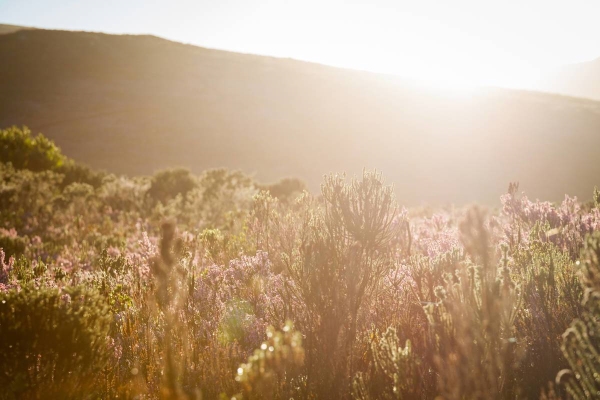 South Africa, Grootbos Private Nature Reserve, Belmond Mount Nelson Hotel, wildlife, Cape Town