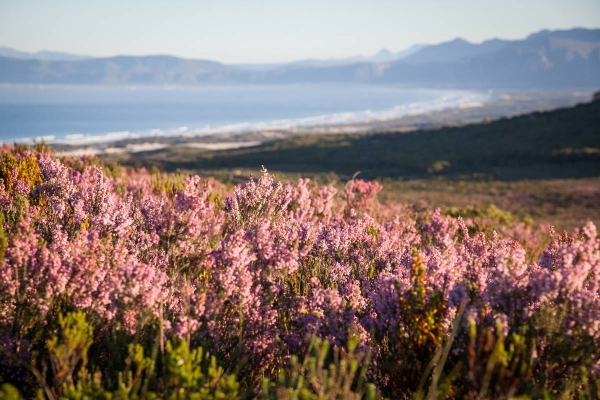 South Africa Cape Town Grootbos Private Game Reserve 南非開普敦(flight ∙ hotel ∙ package ∙ cruise ∙ private tour ∙ business ∙ M.I.C.E ∙ Luxe Travel ∙ Luxury travel  ∙ Luxury holiday  ∙ Luxe Tour  ∙包團 ∙  商務旅遊 ∙  自由行套票 ∙滑雪  ∙ 溫泉 ∙ 品味假期 ∙ 品味遊)