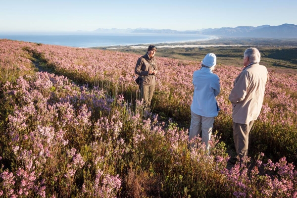 南非,開普敦,Grootbos Private Nature Reserve,納爾遜山酒店, 野生動物