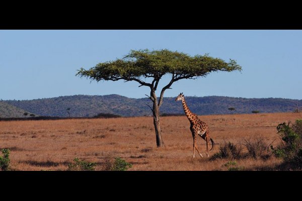 Fairmont Mara Safari Club Maasai Mara Kenya 非洲肯亞  (flight ∙ hotel ∙ package ∙ cruise ∙ private tour ∙ business ∙ M.I.C.E ∙ Luxe Travel ∙ Luxury travel  ∙ Luxury holiday  ∙ Luxe Tour  ∙ 特色尊貴包團 ∙  商務旅遊 ∙  自由行套票 ∙滑雪  ∙ 溫泉 ∙ 品味假期 ∙ 品味遊)