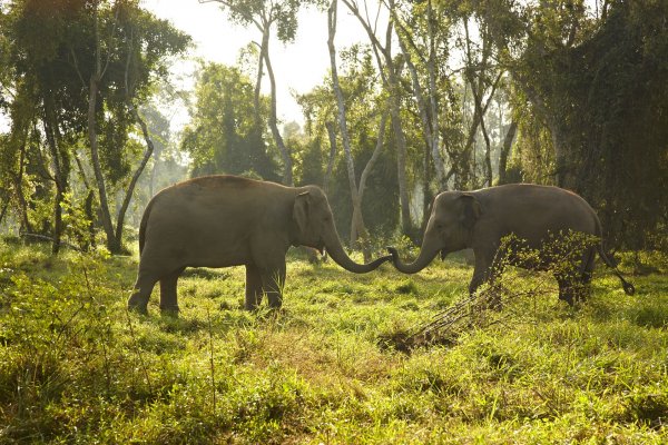 ANANTARA GOLDEN TRIANGLE ELEPHANT CAMP &amp; RESORT Chiang Rai Thailand 泰國清萊 (flight ∙ hotel ∙ package ∙ cruise ∙ private tour ∙ business ∙ M.I.C.E ∙ Luxe Travel ∙ Luxury travel  ∙ Luxury holiday  ∙ Luxe Tour  ∙ 特色尊貴包團 ∙  商務旅遊 ∙  自由行套票 ∙滑雪  ∙ 溫泉 ∙ 品味假期 ∙ 品味遊)