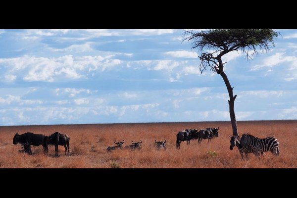 Fairmont Mara Safari Club Maasai Mara Kenya 非洲肯亞  (flight ∙ hotel ∙ package ∙ cruise ∙ private tour ∙ business ∙ M.I.C.E ∙ Luxe Travel ∙ Luxury travel  ∙ Luxury holiday  ∙ Luxe Tour  ∙ 特色尊貴包團 ∙  商務旅遊 ∙  自由行套票 ∙滑雪  ∙ 溫泉 ∙ 品味假期 ∙ 品味遊)