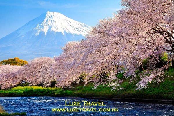 Cherry Blossom Japan 日本櫻花 (flight ∙ hotel ∙ package ∙ cruise ∙ private tour ∙ business ∙ M.I.C.E ∙ Luxe Travel ∙ Luxury travel  ∙ Luxury holiday  ∙ Luxe Tour  ∙ 特色尊貴包團 ∙  商務旅遊 ∙  自由行套票 ∙滑雪  ∙ 溫泉 ∙ 品味假期 ∙ 品味遊)