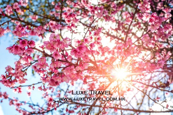 Cherry Blossom Japan 日本櫻花 (flight ∙ hotel ∙ package ∙ cruise ∙ private tour ∙ business ∙ M.I.C.E ∙ Luxe Travel ∙ Luxury travel  ∙ Luxury holiday  ∙ Luxe Tour  ∙ 特色尊貴包團 ∙  商務旅遊 ∙  自由行套票 ∙滑雪  ∙ 溫泉 ∙ 品味假期 ∙ 品味遊)