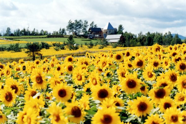 Sunflower Furano Japan Luxe Travel