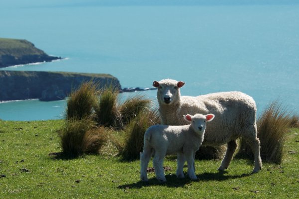 Annandale Luxury resort lodge New Zealand Glacier (flight ∙ hotel ∙ package ∙ cruise ∙ private tour ∙ business ∙ M.I.C.E ∙ Luxe Travel ∙ Luxury travel  ∙ Luxury holiday  ∙ Luxe Tour  ∙ 特色尊貴包團 ∙  商務旅遊 ∙  自由行套票 ∙滑雪  ∙ 溫泉 ∙ 品味假期 ∙ 品味遊)