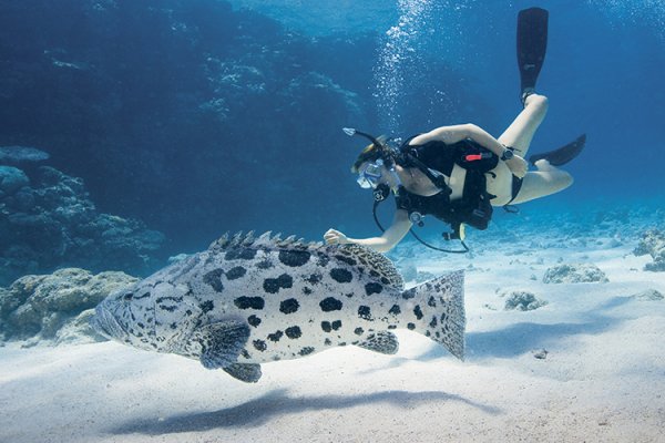 Lizard Island - 蜥蜴島 - 澳大利亞, 大堡礁 | 包團 | 度身訂造 | 豪華旅遊 | Luxury Travel | Private Tours | Tailor Made Trips | Luxe Travel (flight ∙ hotel ∙ package ∙ cruise ∙ private tour ∙ business ∙ M.I.C.E ∙ Luxury travel  ∙ Luxury holiday  ∙ Luxe World  ∙ 特色尊貴包團 ∙  商務旅遊 ∙  自由行套票 ∙滑雪  ∙ 溫泉 ∙ 品味假期 ∙ 品味遊)