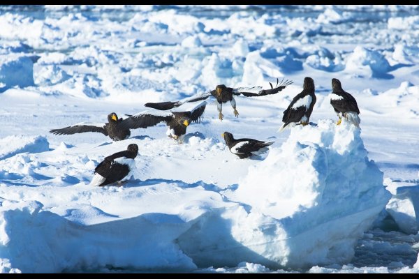 Eastern Hokkaido Winter photography tour品味冬日東北海道深度攝影 包團(flight ∙ hotel ∙ package ∙ cruise ∙ private tour ∙ business ∙ M.I.C.E ∙ Luxe Travel ∙ Luxury travel  ∙ Luxury holiday  ∙ Luxe Tour  ∙ 特色尊貴包團 ∙  商務旅遊 ∙  自由行套票 ∙滑雪  ∙ 溫泉 ∙ 品味假期 ∙ 品味遊)