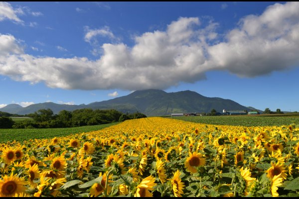 Kasara - 卡薩拉雪谷村聯排別墅 - 日本, 二世古 | 北海道旅遊