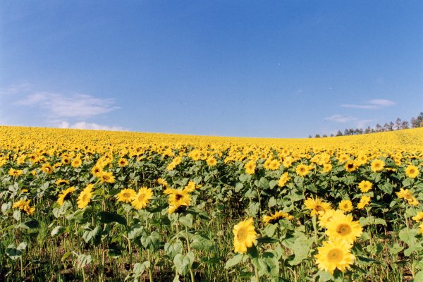 Sunflower Furano Japan Luxe Travel