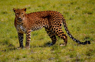 Wild Coast Tented Lodge - Sri Lanka, Yala