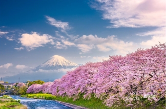 All Round Sakura Kanto Private Tour (6 Days 5 Nights), Kanto, Japan