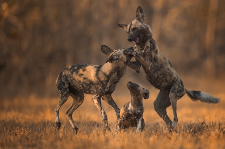 Singita Castleton, Hyena