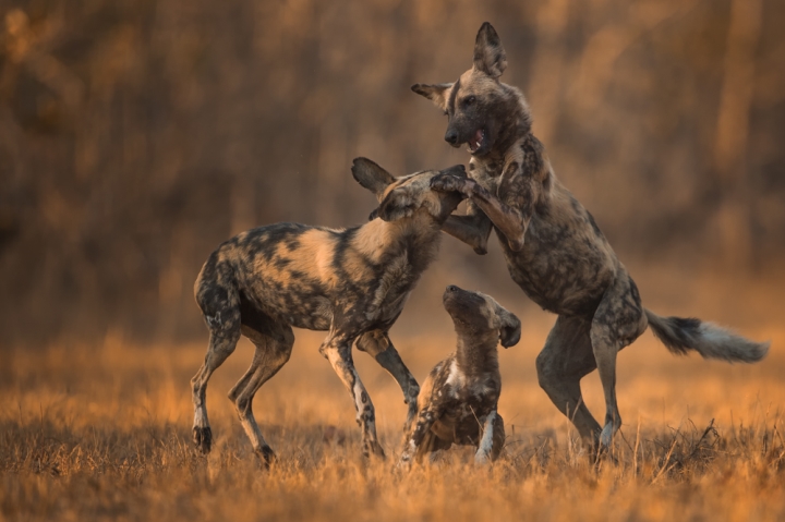 Singita Castleton, Hyena