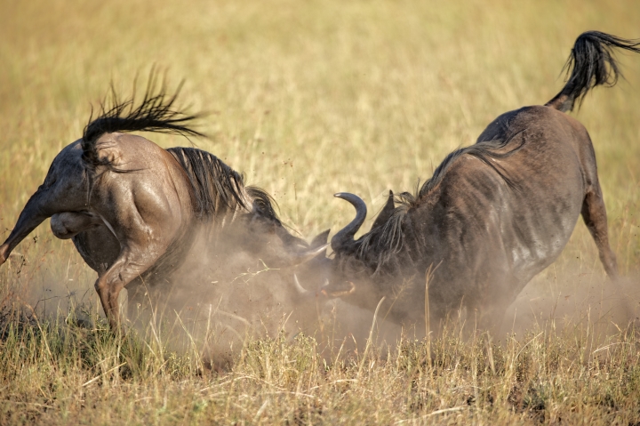 Singita Mara River, buffalo