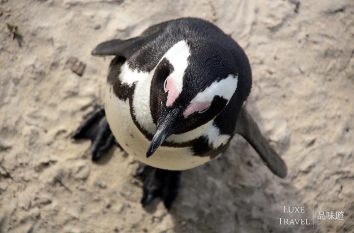 South Africa, Cape Town, Grootbos Private Nature Reserve, Walker Bay, Fynbos, family, Great Migration