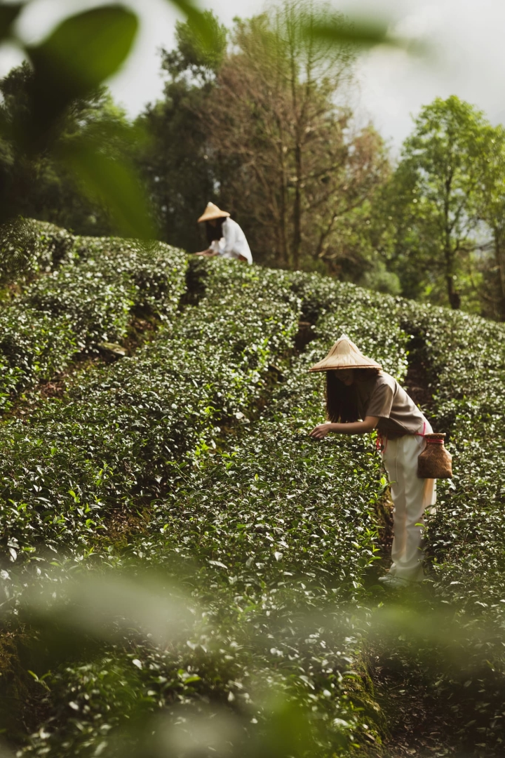 Tea Journey by Capella Taipei | Luxe Travel 