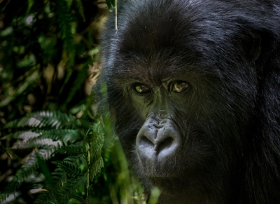 It's ok to dream! Journeys Beyond Fresh Air - Tanzania & Rwanda (10D8N) | Exclusive Offer | Valid For Travel Until 18th Dec 2020 It's ok to dream! Journeys Beyond Fresh Air - Tanzania & Rwanda (10D8N) | Exclusive Offer | Valid For Travel Until 18th Dec 2020