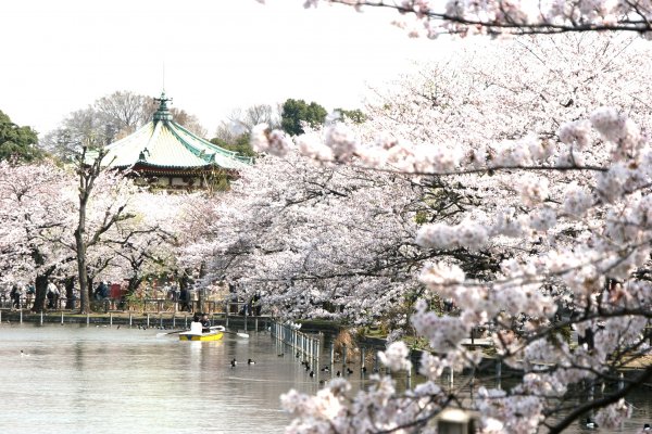 Season of Cherry Blossom is approaching! Sakura Sakura......