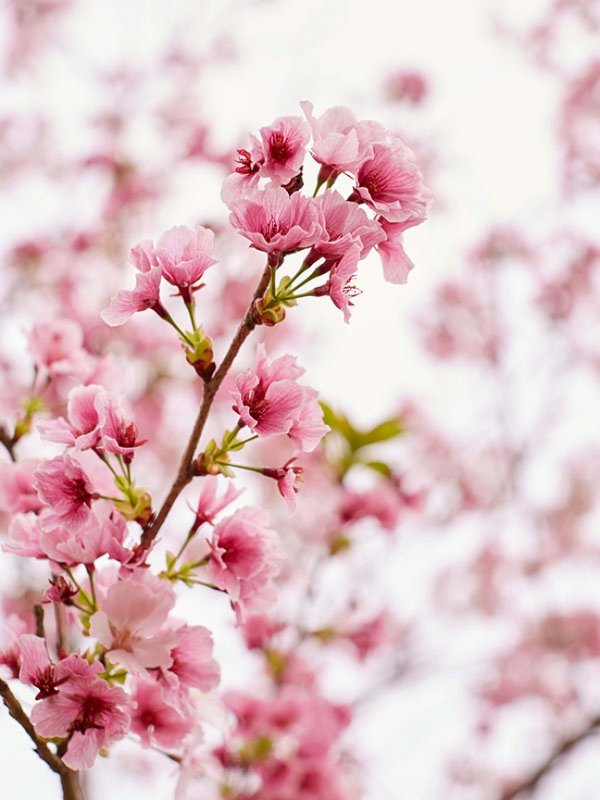 Japan Cherry Blossom日本櫻花旅行團(flight ∙ hotel ∙ package ∙ cruise ∙ private tour ∙ business ∙ M.I.C.E ∙ Luxe Travel ∙ Luxury travel  ∙ Luxury holiday  ∙ Luxe Tour  ∙包團 ∙  商務旅遊 ∙  自由行套票 ∙滑雪  ∙ 溫泉 ∙ 品味假期 ∙ 品味遊)