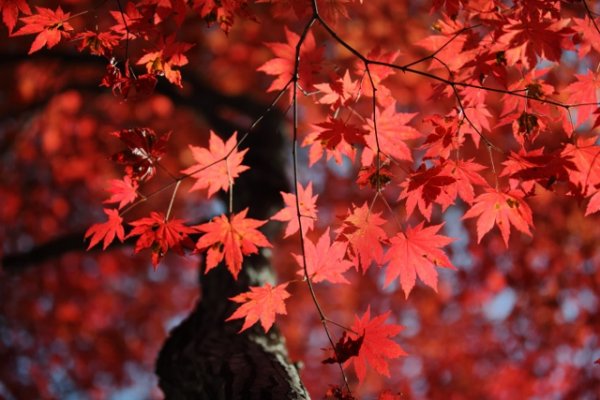 紅葉的季節已經來臨！
