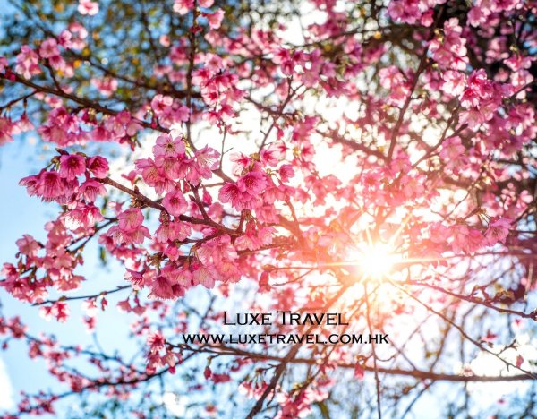 Cherry Blossom Japan 日本櫻花 (flight ∙ hotel ∙ package ∙ cruise ∙ private tour ∙ business ∙ M.I.C.E ∙ Luxe Travel ∙ Luxury travel  ∙ Luxury holiday  ∙ Luxe Tour  ∙ 特色尊貴包團 ∙  商務旅遊 ∙  自由行套票 ∙滑雪  ∙ 溫泉 ∙ 品味假期 ∙ 品味遊)