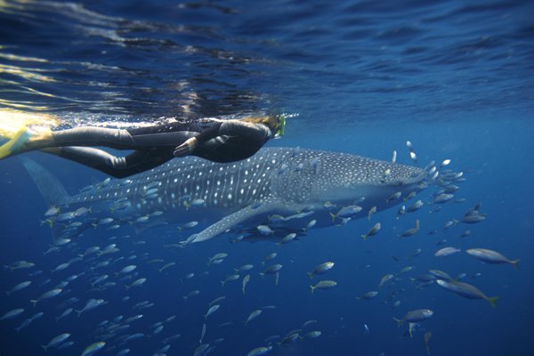 Whale Shark season NOW!