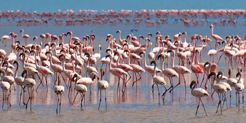 動物大遷徙 坦桑尼亞 Migration Tanzania (flight ∙ hotel ∙ package ∙ cruise ∙ private tour ∙ business ∙ M.I.C.E ∙ Luxe Travel ∙ Luxury travel ∙ Luxury holiday ∙ Luxe Tour ∙ 特色尊貴包團 ∙ 商務旅遊 ∙ 自由行套票 ∙滑雪 ∙ 溫泉 ∙ 品味假期 ∙ 品味遊)