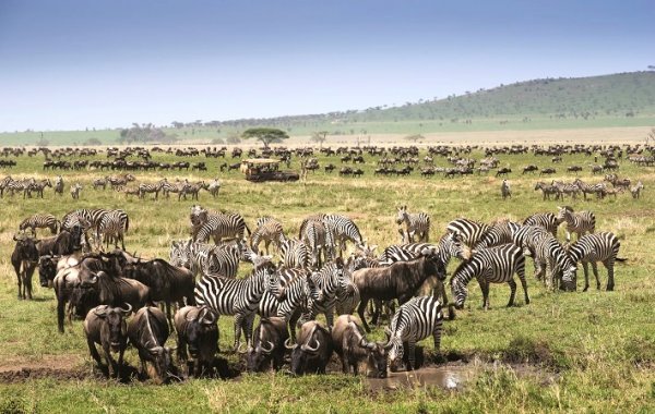 Game Drive Safari Migration Tanzania Africa Singita One Nature  非洲 坦桑尼亞動物大遷徙  (flight ∙ hotel ∙ package ∙ cruise ∙ private tour ∙ business ∙ M.I.C.E ∙ Luxe Travel ∙ Luxury travel  ∙ Luxury holiday  ∙ Luxe Tour  ∙包團 ∙  商務旅遊 ∙  自由行套票 ∙滑雪  ∙ 溫泉 ∙ 品味假期 ∙ 品味遊)