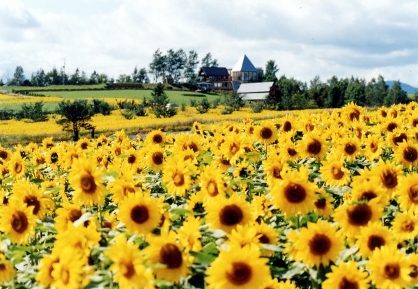 Sunflower Furano Japan Luxe Travel