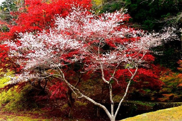 當櫻花遇上紅葉 | 品味遊