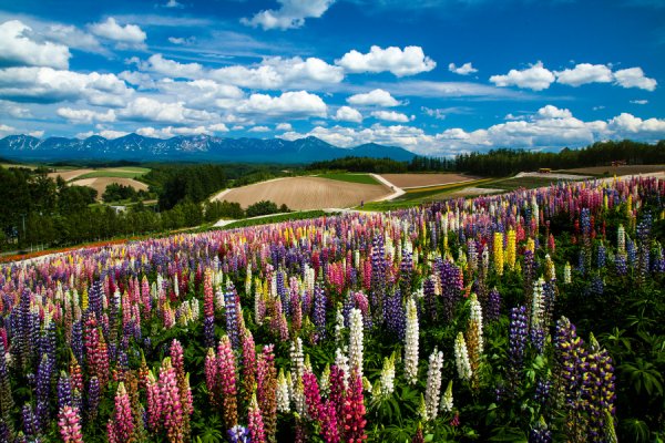 lavender Furano Japan Luxe Travel