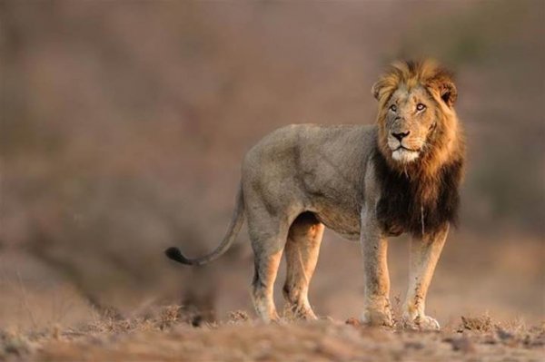 動物大遷徙 坦桑尼亞 Migration Tanzania (flight ∙ hotel ∙ package ∙ cruise ∙ private tour ∙ business ∙ M.I.C.E ∙ Luxe Travel ∙ Luxury travel ∙ Luxury holiday ∙ Luxe Tour ∙ 特色尊貴包團 ∙ 商務旅遊 ∙ 自由行套票 ∙滑雪 ∙ 溫泉 ∙ 品味假期 ∙ 品味遊)