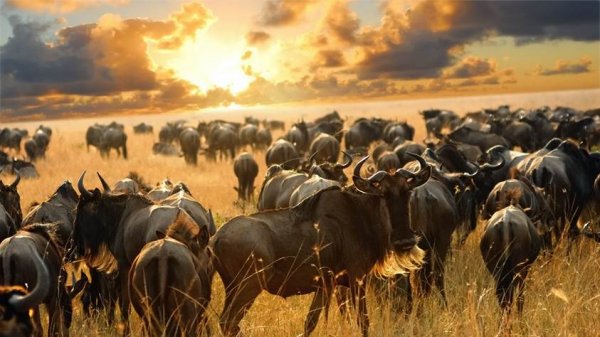 The Great Migration is coming | Summer Exclusive | Luxe Travel