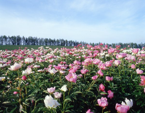 Peony field at Furano Japan Luxe Travel