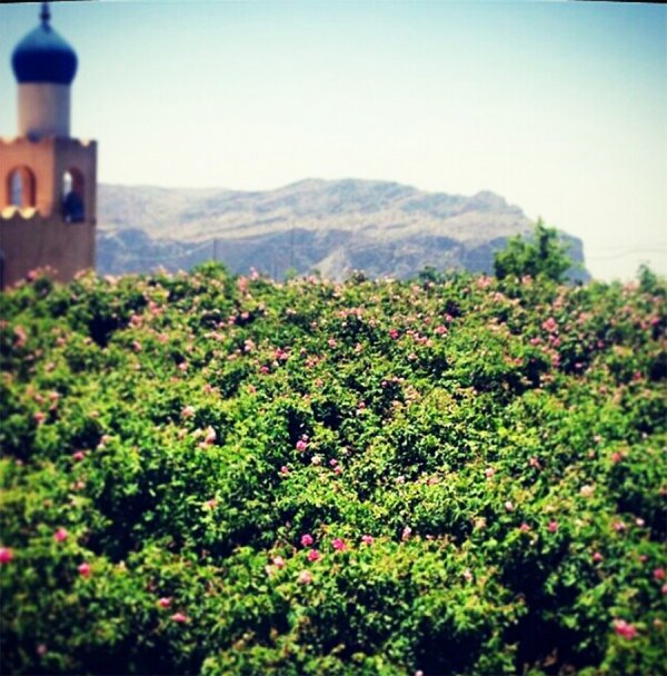 Al Jabal Al Akhdar rose Oman阿曼 玫瑰 (flight ∙ hotel ∙ package ∙ cruise ∙ private tour ∙ business ∙ M.I.C.E ∙ Luxe Travel ∙ Luxury travel ∙ Luxury holiday ∙ Luxe Tour ∙ 特色尊貴包團 ∙ 商務旅遊 ∙ 自由行套票 ∙滑雪 ∙ 溫泉 ∙ 品味假期 ∙ 品味遊)