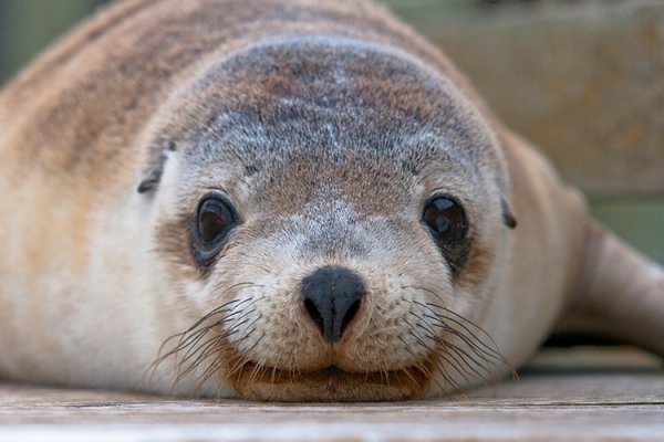 Best Season to Visit Widely Acclaimed Australia's Galapagos is approaching | LUXE TRAVEL